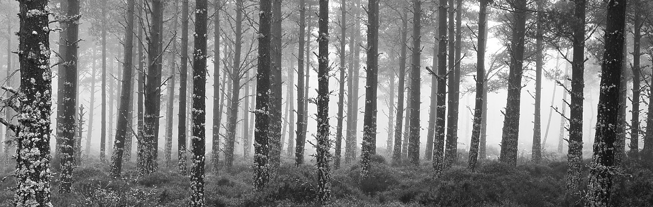 #080477-2 - Pine Trees in Mist, Glenmore Forest Park, Aviemore, Highland Region, Scotland