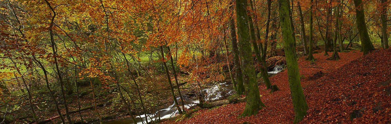#080487-1 - The Birks in Autumn, Aberfeldy, Tayside Region, Scotland