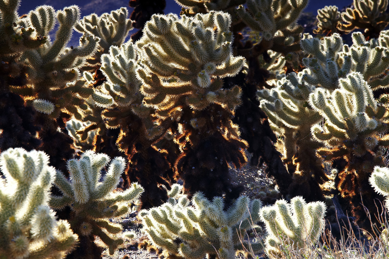 #090082-1 - Cholla Cactus Garden, Joshua Tree National Park, California, USA