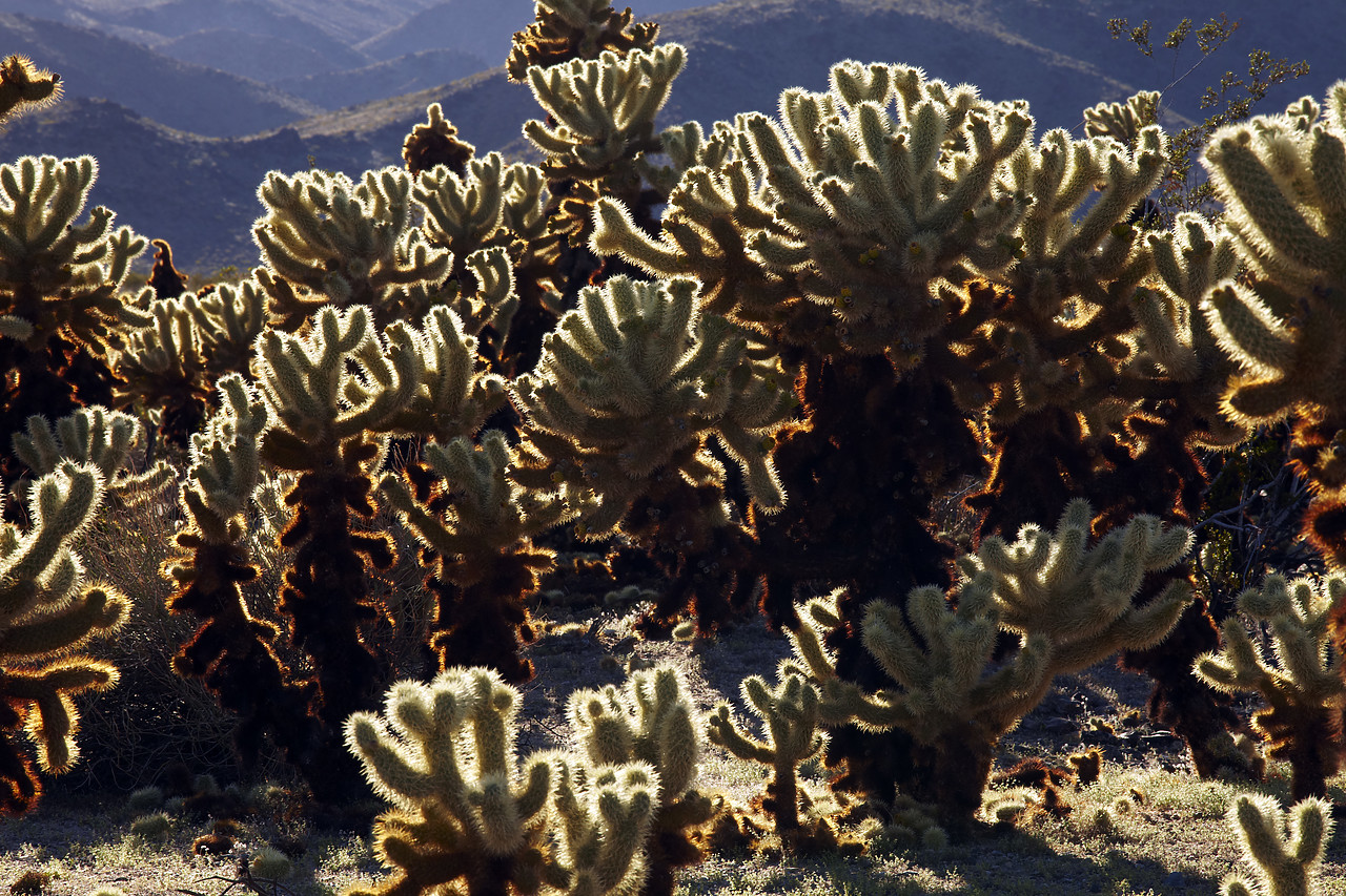 #090083-1 - Cholla Cactus Garden, Joshua Tree National Park, California, USA