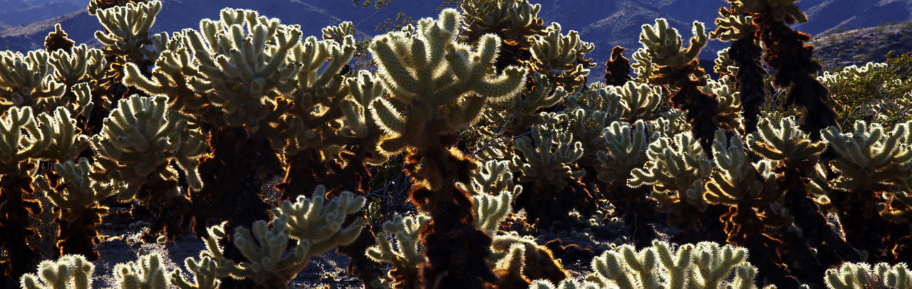 #090083-2 - Cholla Cactus Garden, Joshua Tree National Park, California, USA