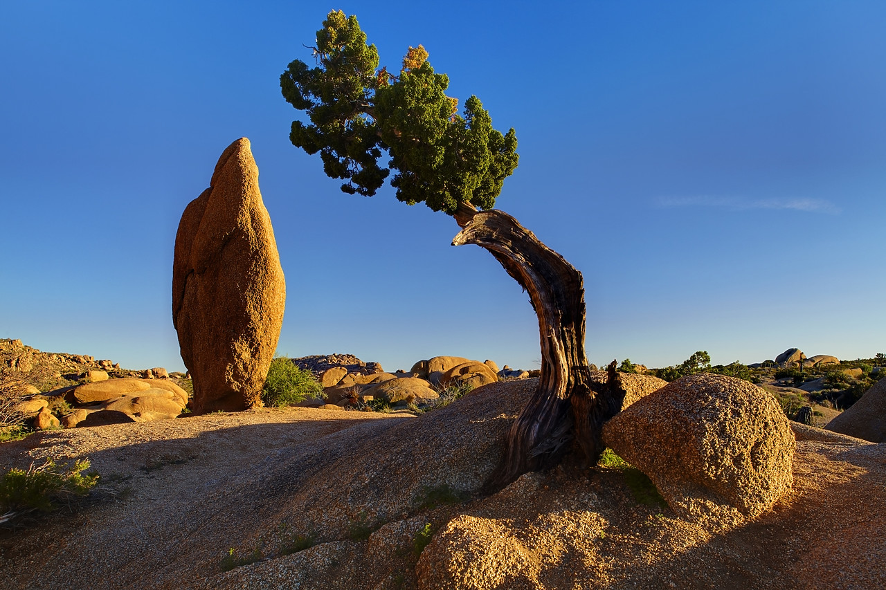 #090084-1 - Juniper Tree & Standing Stone, Joshua Tree National Park, California, USA