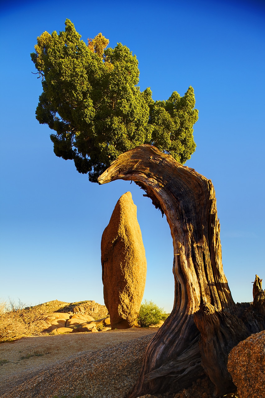 #090084-2 - Juniper Tree & Standing Stone, Joshua Tree National Park, California, USA
