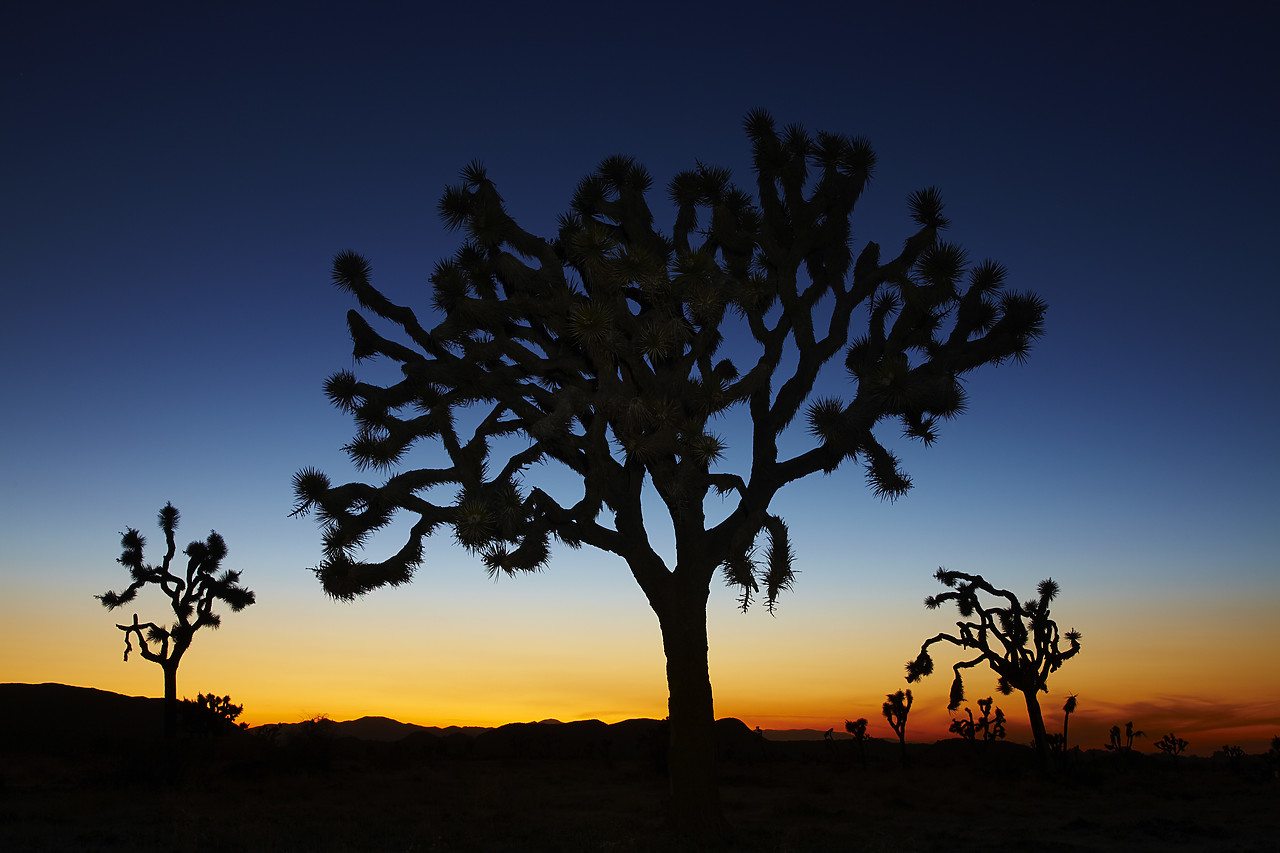 #090087-1 - Joshua Trees at Sunset, Joshua Tree National Park, California, USA