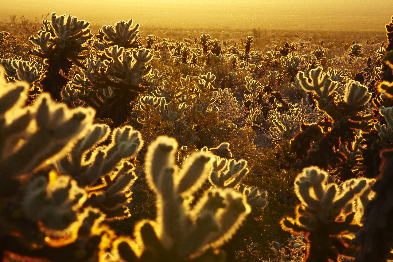 #090089-1 - Cholla Cactus Garden, Joshua Tree National Park, California, USA