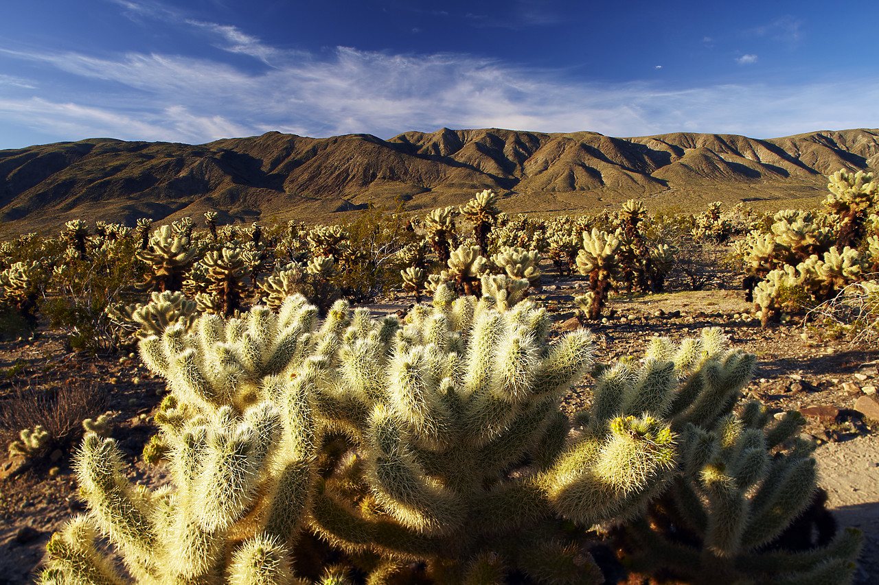 #090091-1 - Cholla Cactus Garden, Joshua Tree National Park, California, USA