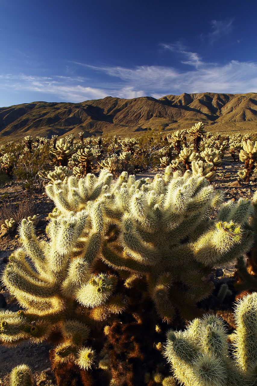 #090091-2 - Cholla Cactus Garden, Joshua Tree National Park, California, USA