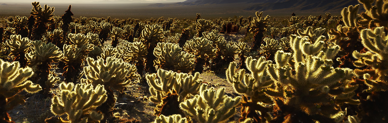 #090092-1 - Cholla Cactus Garden, Joshua Tree National Park, California, USA