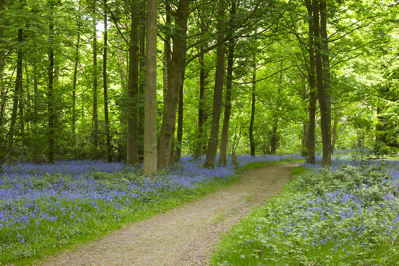 #090095-1 - Bluebell Wood, Blickling Estate, Norfolk, England