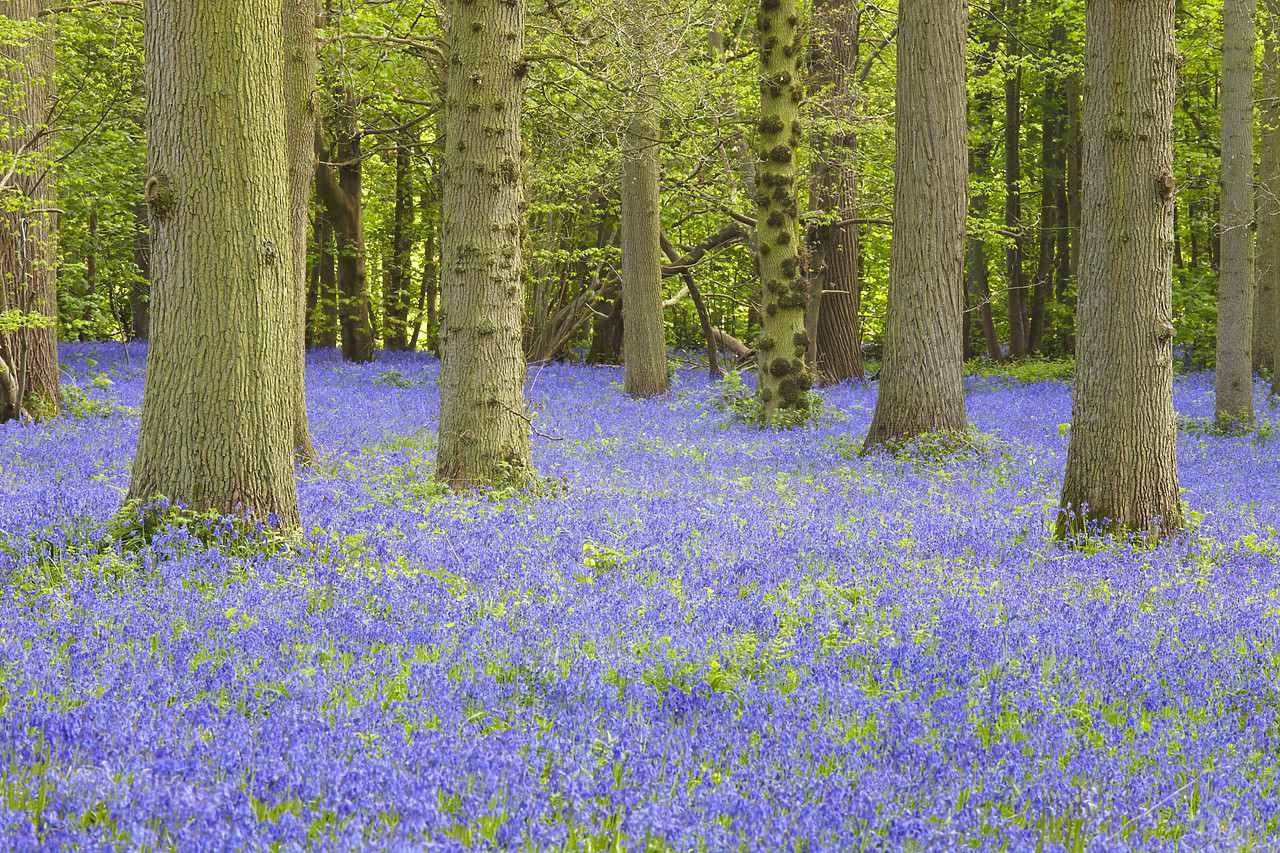 #090096-1 - Bluebell Wood, Blickling Estate, Norfolk, England
