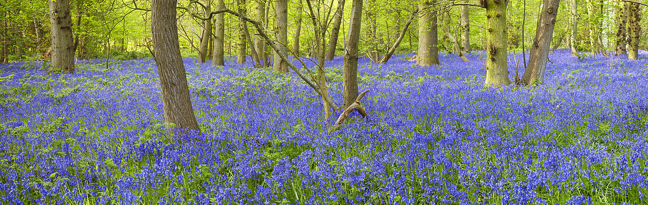 #090096-2 - Bluebell Wood, Blickling Estate, Norfolk, England