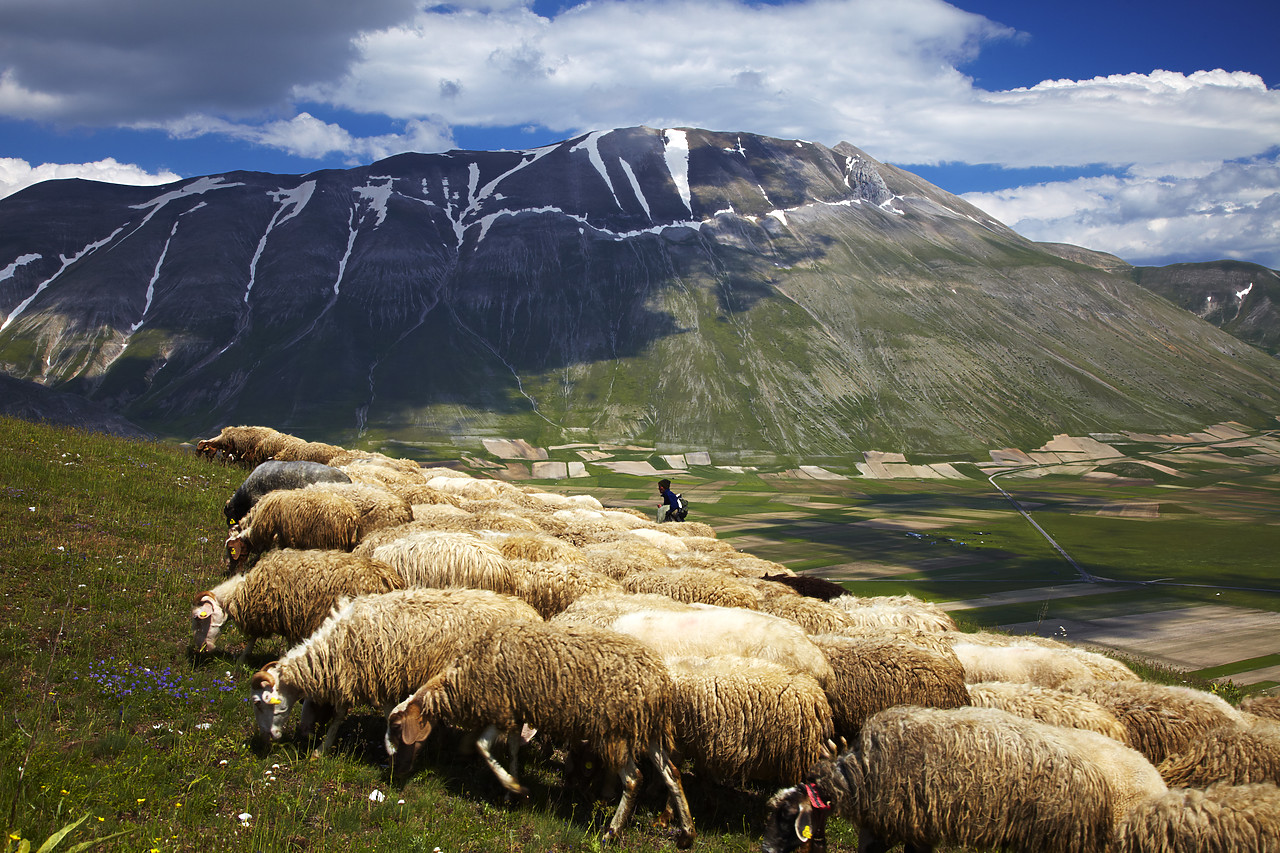 #090116-1 - Grazing Sheep, Piano Grande, Silbillini National Park, Valneria, Umbria, Italy