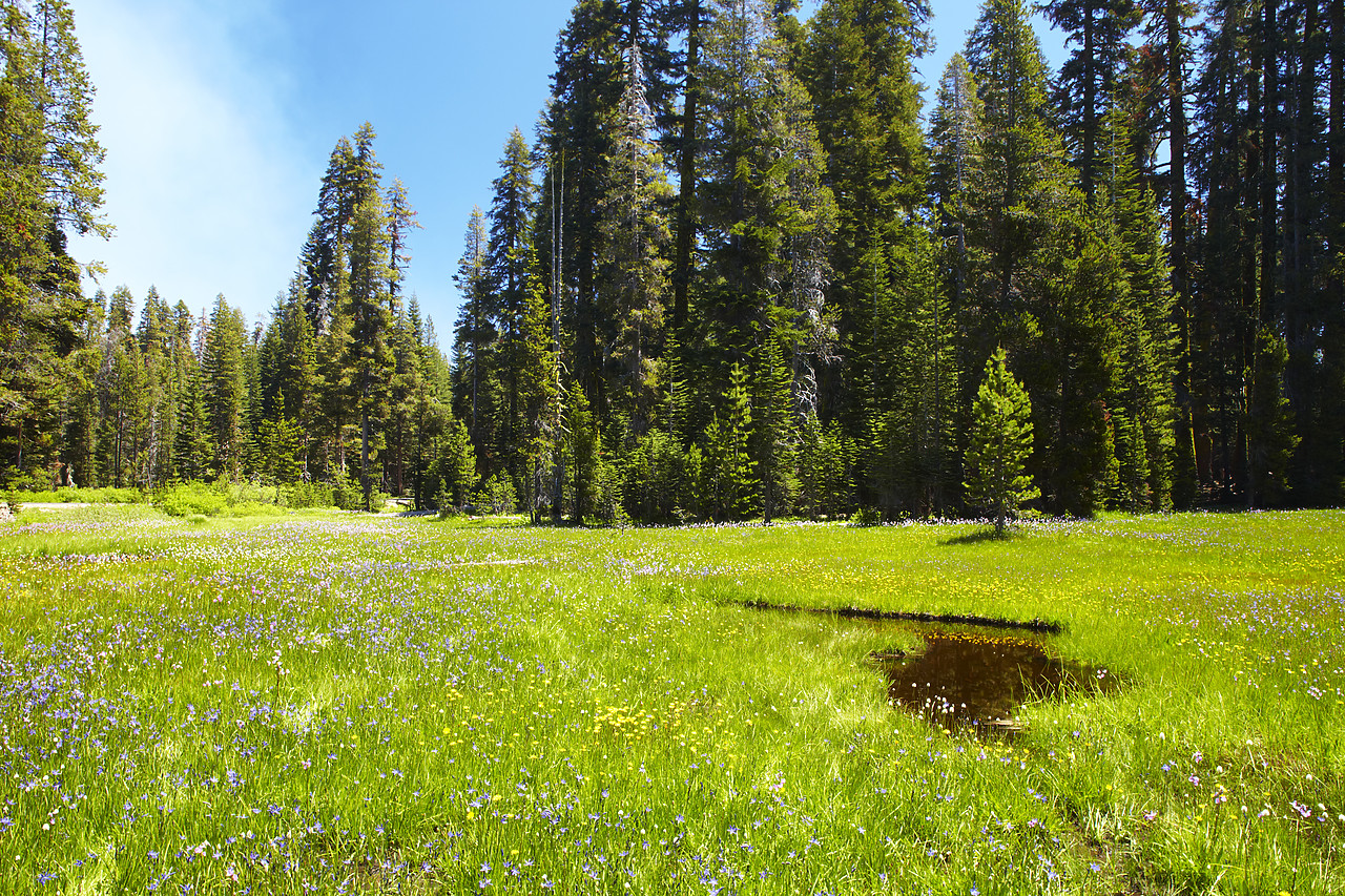 #090146-1 - Wildflower Meadow, Yosemite National Park, California, USA