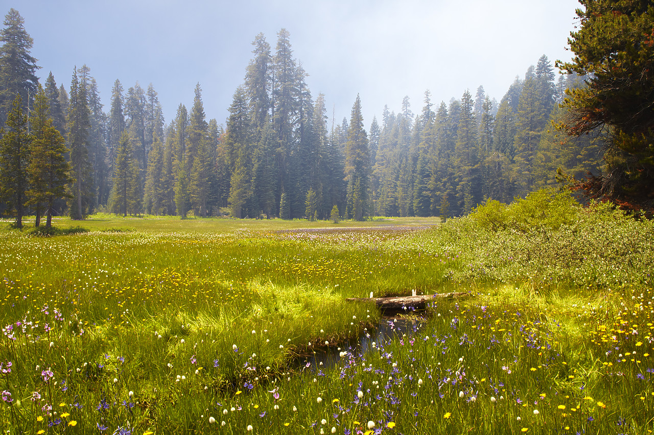 #090147-1 - Wildflower Meadow, Yosemite National Park, California, USA