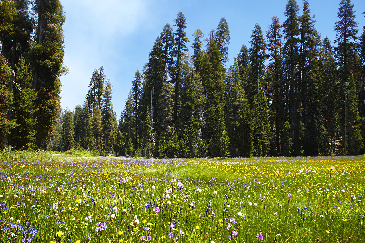 #090148-1 - Wildflower Meadow, Yosemite National Park, California, USA