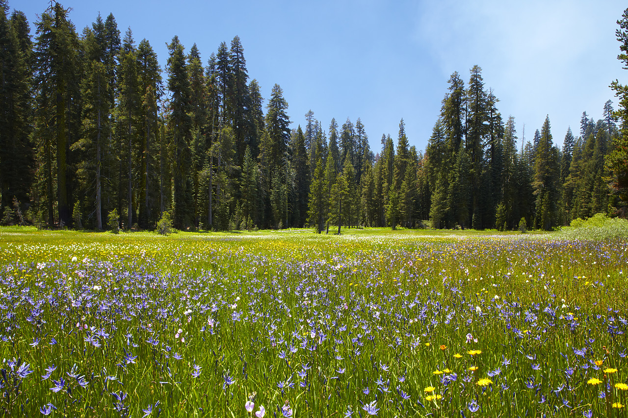 #090149-1 - Wildflower Meadow, Yosemite National Park, California, USA