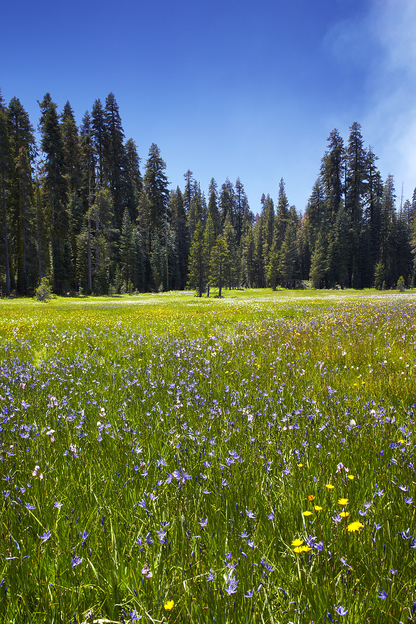 #090149-2 - Wildflower Meadow, Yosemite National Park, California, USA