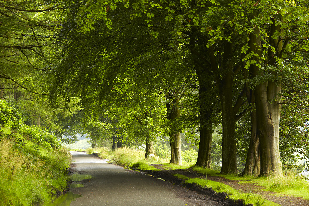 #090168-1 - Country Lane & Beech Trees, Peak District National Park, Derbyshire, England