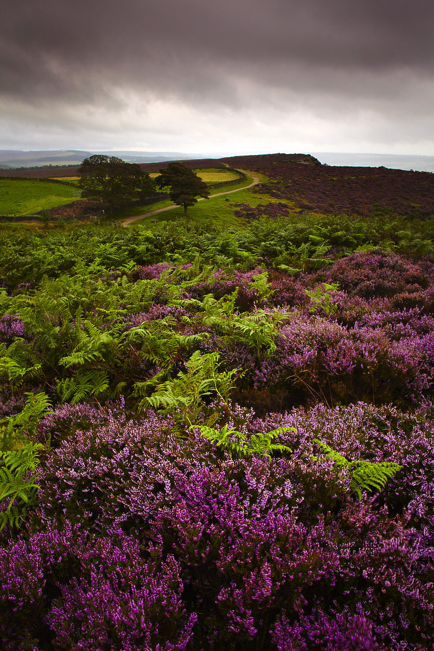 #090173-1 - Heather in Bloom on Curbar Edge, Peak District National Park, Derbyshire, England