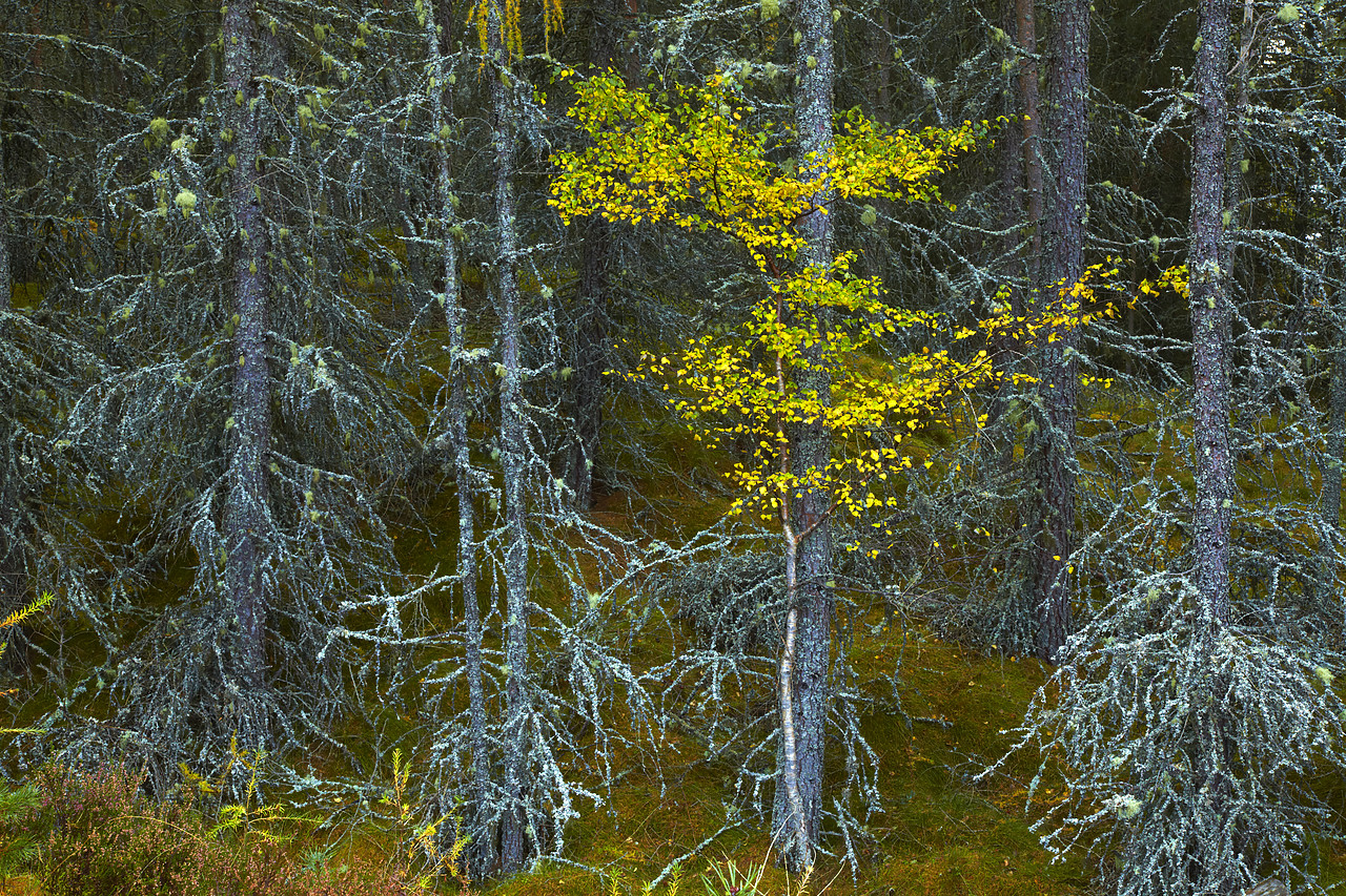 #090248-1 - Silver Birch Tree & Lichen-covered Pines, Highland Region, Scotland