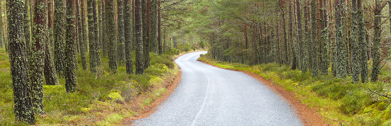 #090249-1 - Road Through Pine Forest, near Aviemore, Highland Region, Scotland