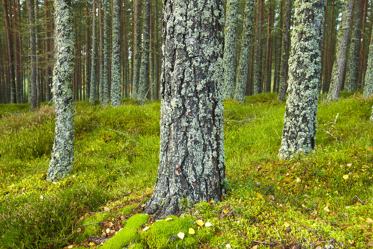 #090250-1 - Lichen-covered Pine Trees, Glenmore Forest Park, Highland Region, Scotland