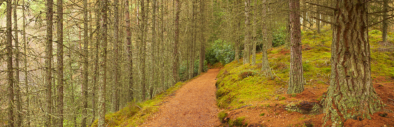 #090252-1 - Path Through Glen Bruar, Tayside Region, Scotland