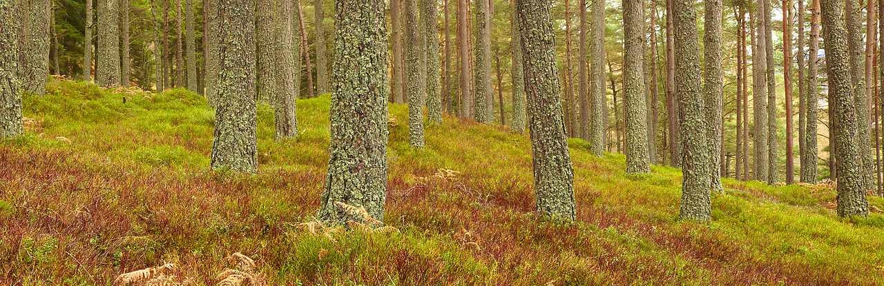 #090253-1 - Pine Trees in Glen Bruar, Tayside Region, Scotland