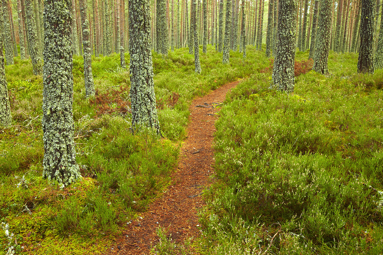 #090254-1 - Path Through Pine Forest, Glenmore Forest Park, near Aviemore, Highland Region, Scotland