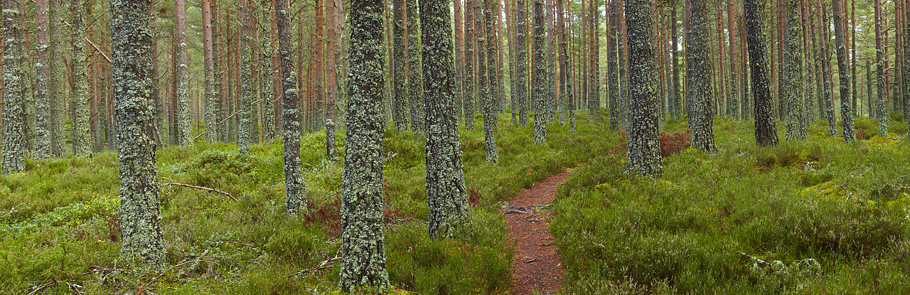 #090255-1 - Path Through Pine Forest, Glenmore Forest Park, near Aviemore, Highland Region, Scotland