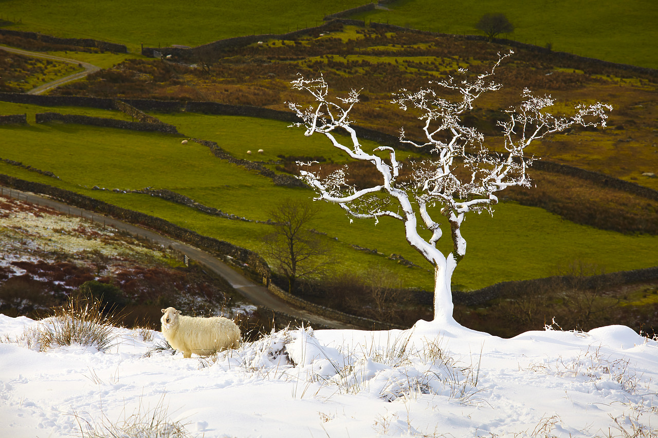 #100013-1 - Sheep & Tree in Fresh Snow, Snowdonia National Park, Gwynedd, Wales