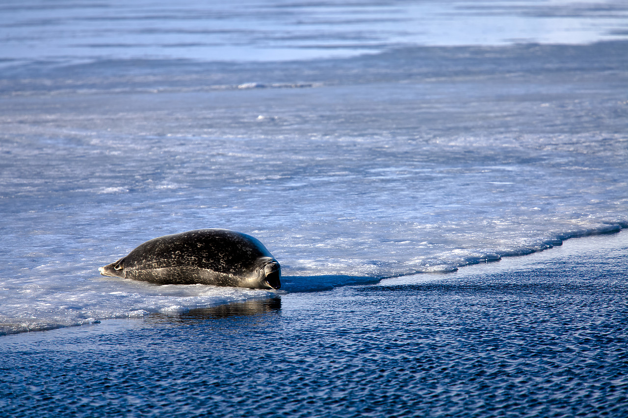 #100074-1 - Common Seal at Jškuls‡rl—n Iceberg Lagoon, Iceland