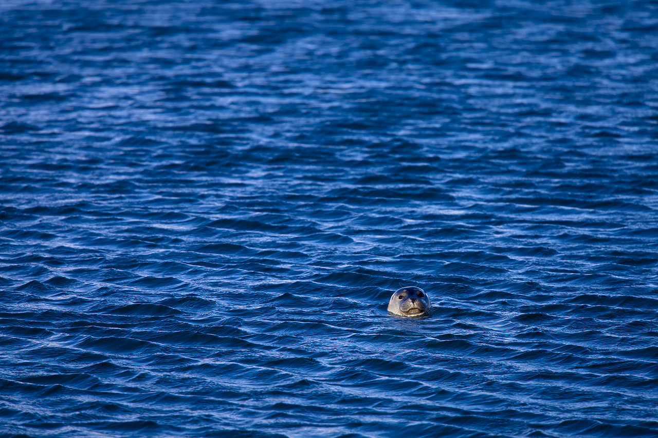 #100075-1 - Common Seal at Jškuls‡rl—n Iceberg Lagoon, Iceland