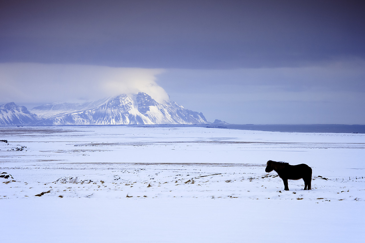 #100099-1 - Icelandic Pony in Winter, Iceland