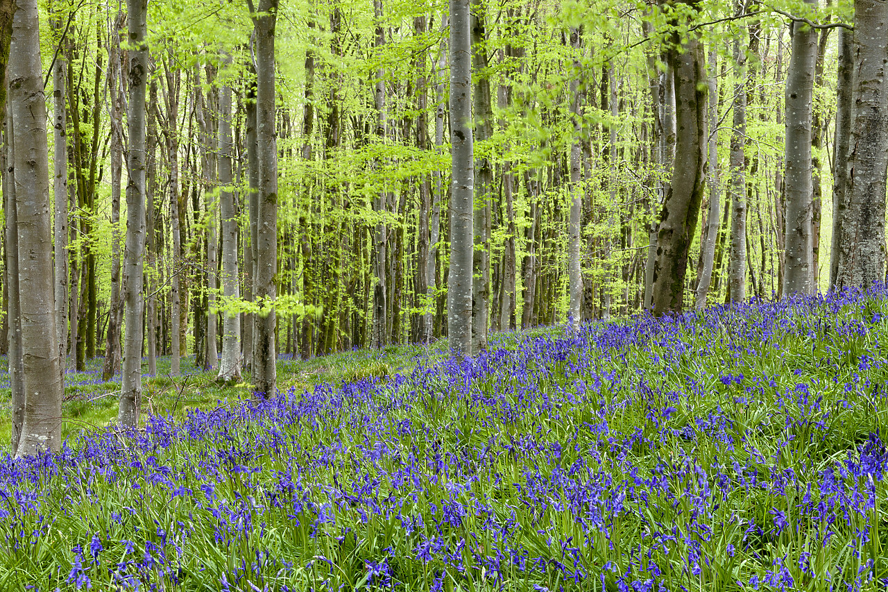 #100152-1 - Bluebell Wood, Dorset, England
