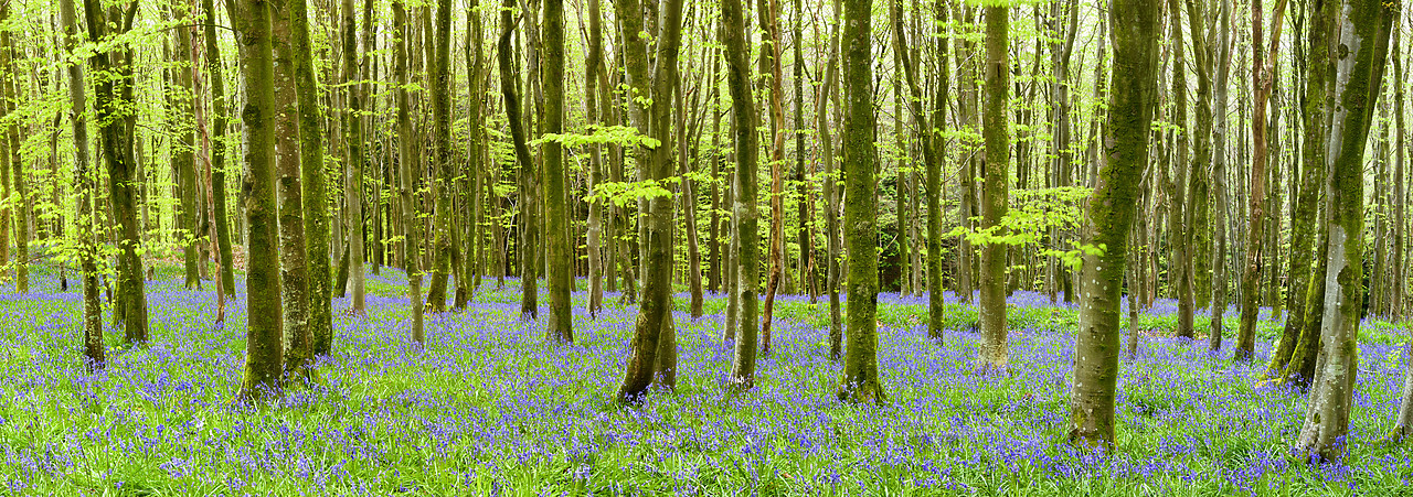 #100153-1 - Bluebell Wood, Dorset, England