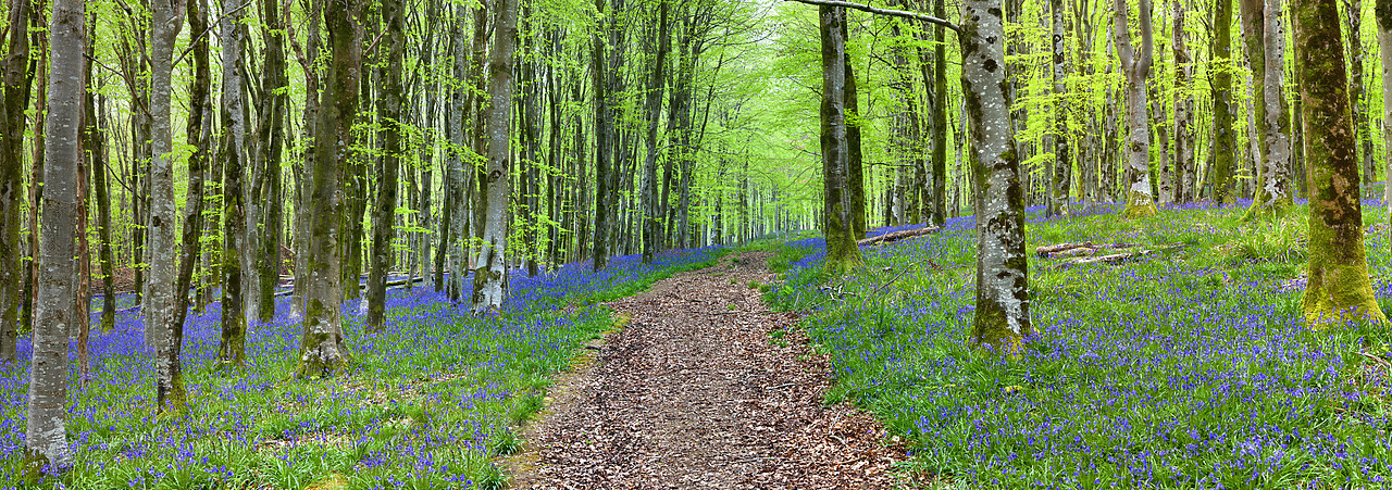 #100154-1 - Bluebell Wood, Dorset, England