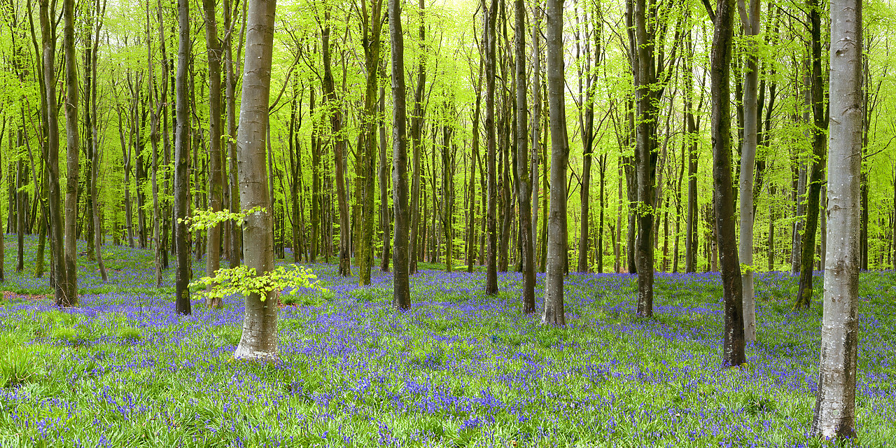 #100155-1 - Bluebell Wood, Dorset, England