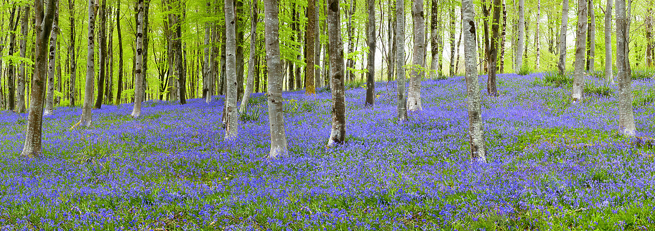 #100156-1 - Bluebell Wood, Dorset, England