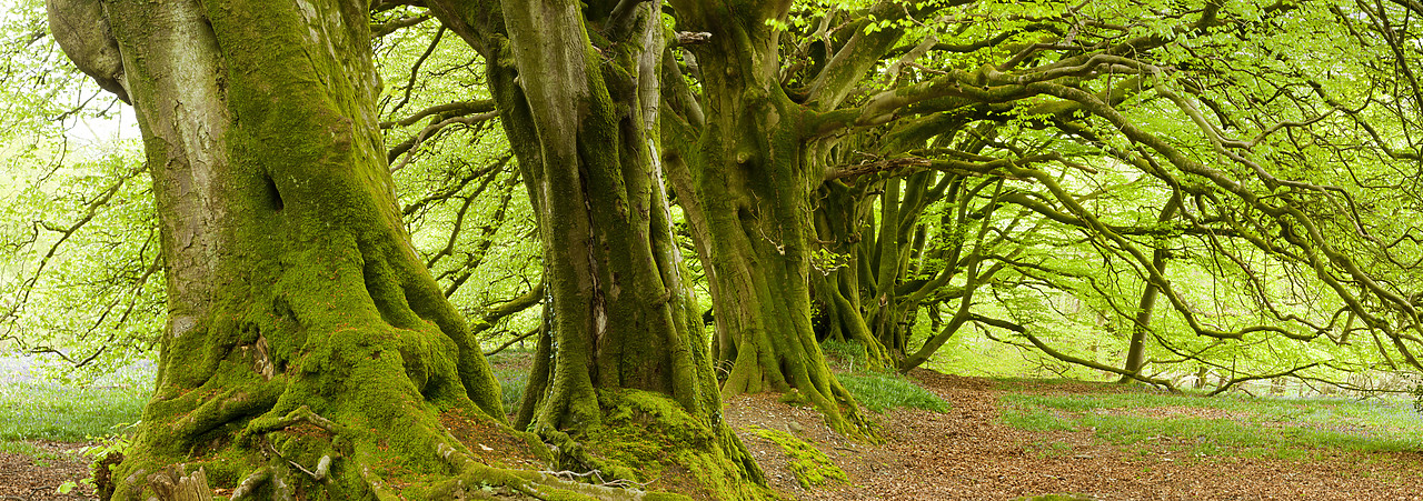 #100157-1 - Avenue of Beech Trees, Dorset, England