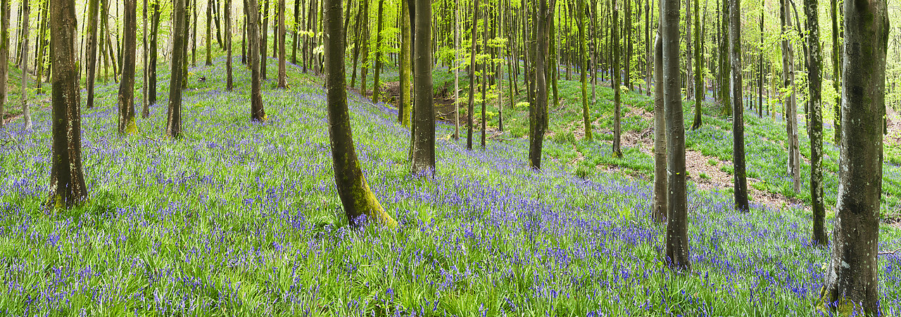 #100158-1 - Bluebell Wood, Dorset, England