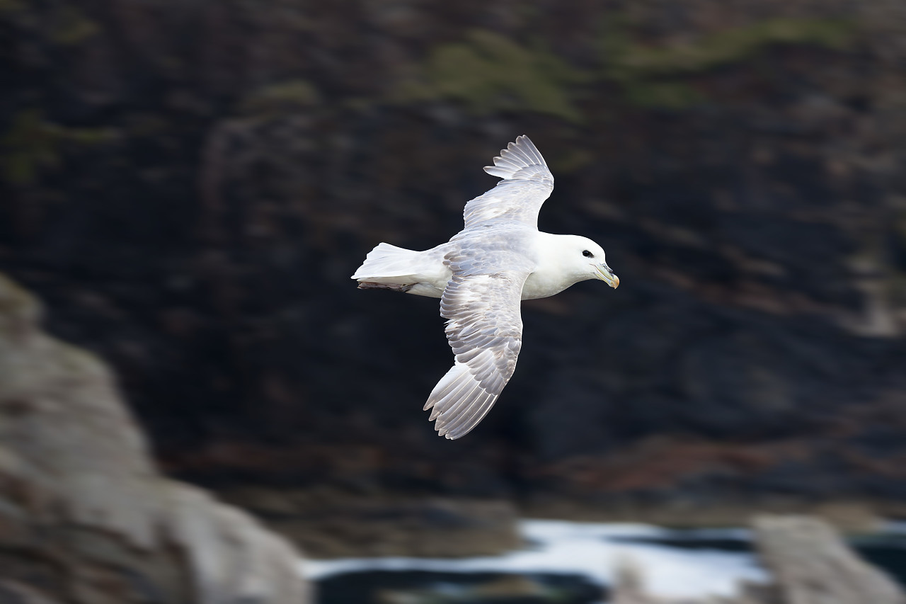 #100182-1 - Fulmar in Flight, Isle of Lewis, Outer Hebrides, Scotland