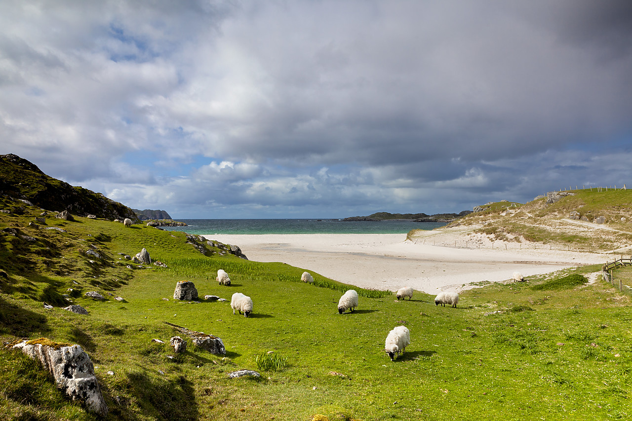 #100185-1 - Sheep Grazing at Bosta Beach, Isle of Lewis, Outer Hebrides, Scotland