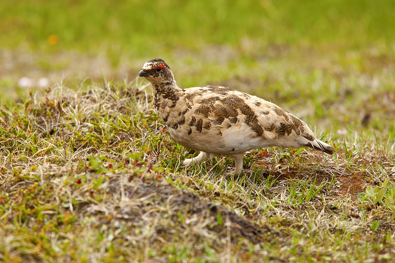 #100243-1 - Rock Ptarmigan, Iceland