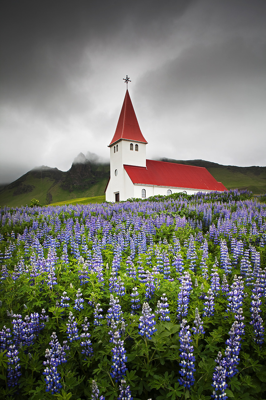 #100249-2 - Church in Wild Lupins, Vik, Iceland