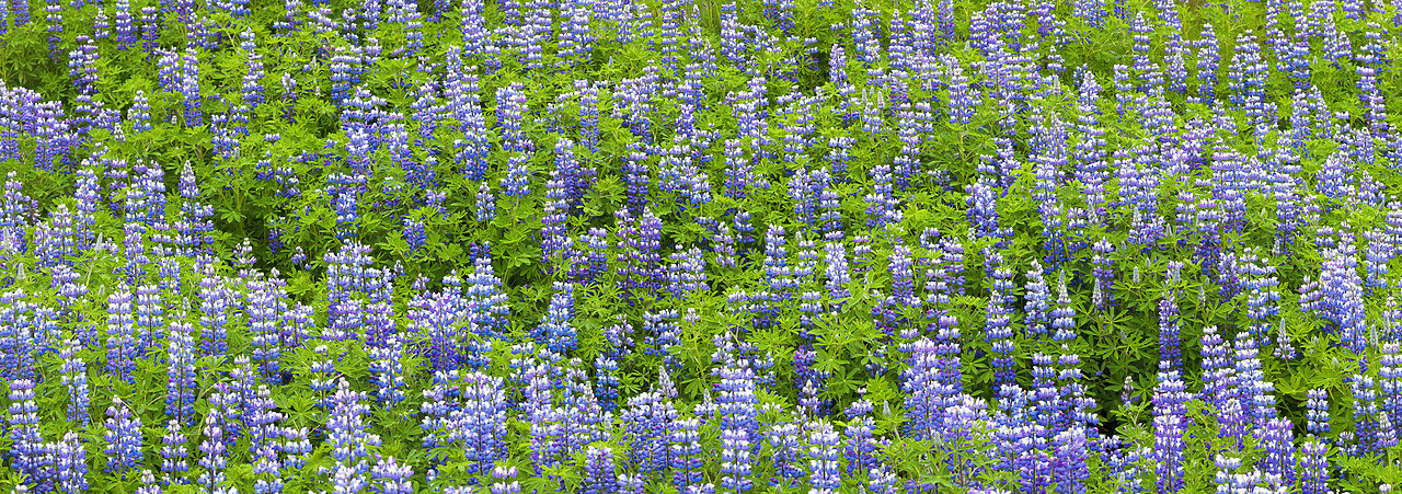 #100251-1 - Wild Lupins, Iceland