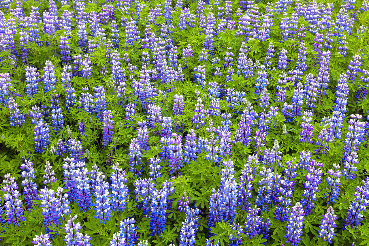 #100252-1 - Wild Lupins, Iceland