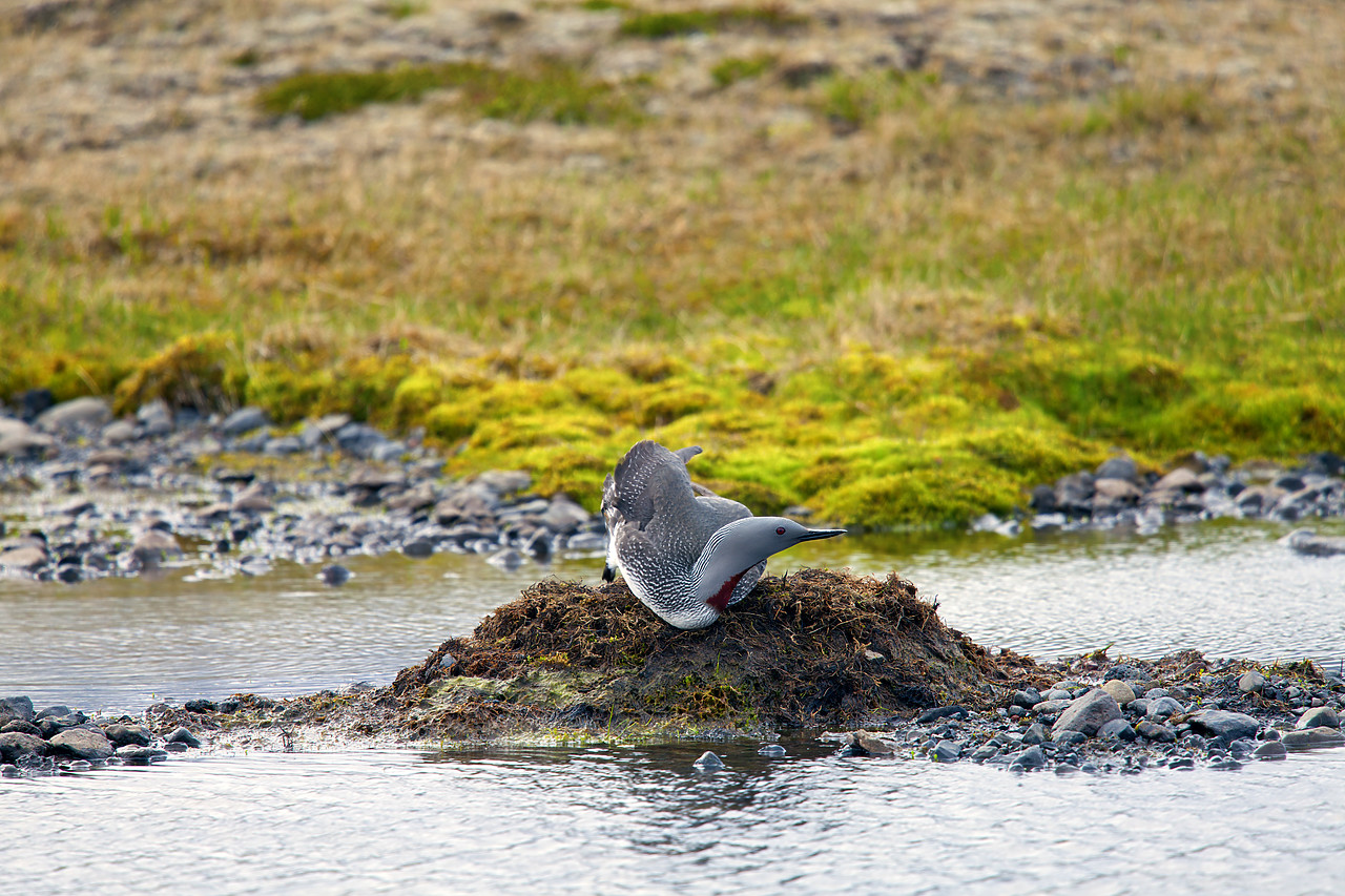 #100253-1 - Red Throated Diver on Nest, Iceland