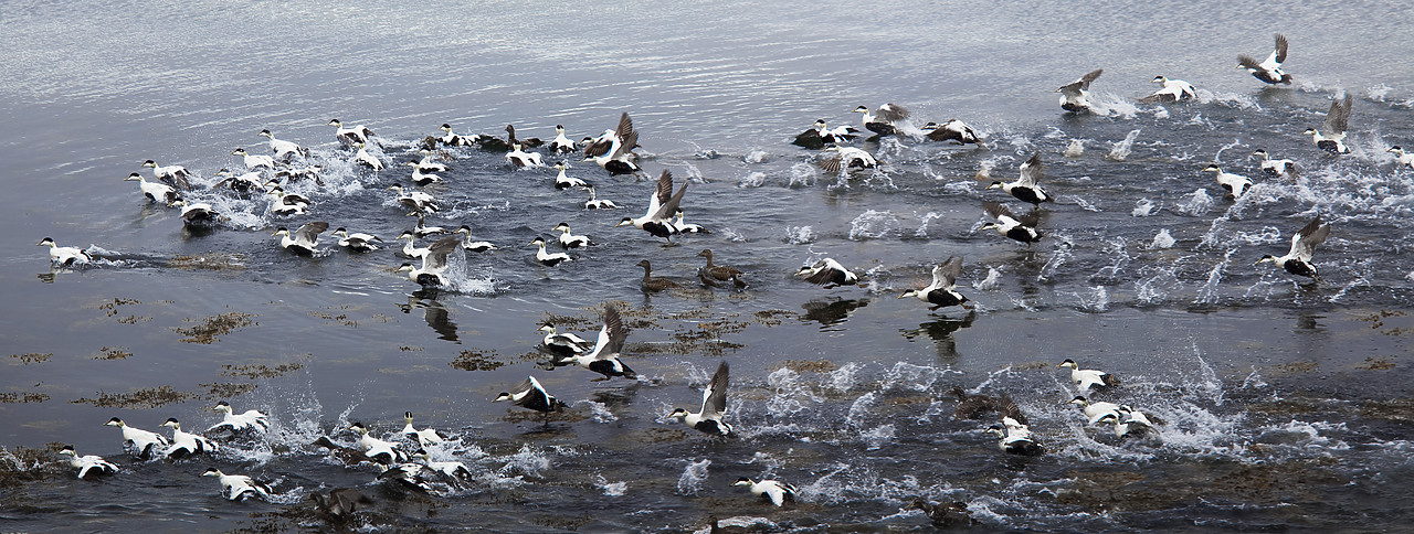 #100287-1 - Eider Ducks Taking Flight, Iceland