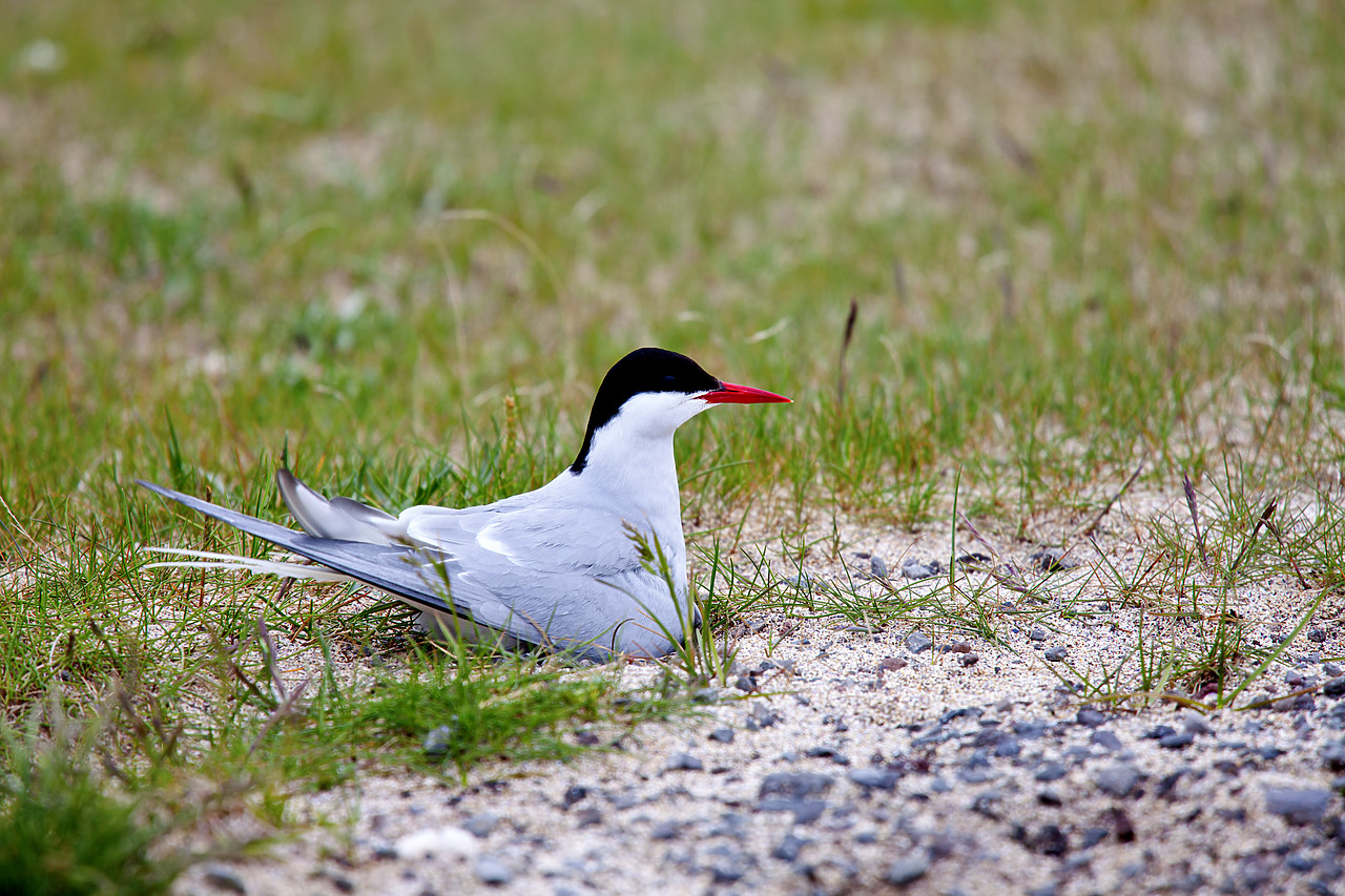 #100300-1 - Artic Tern Nesting, Iceland